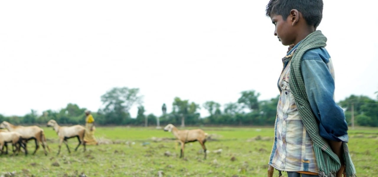 Goat grazing stock