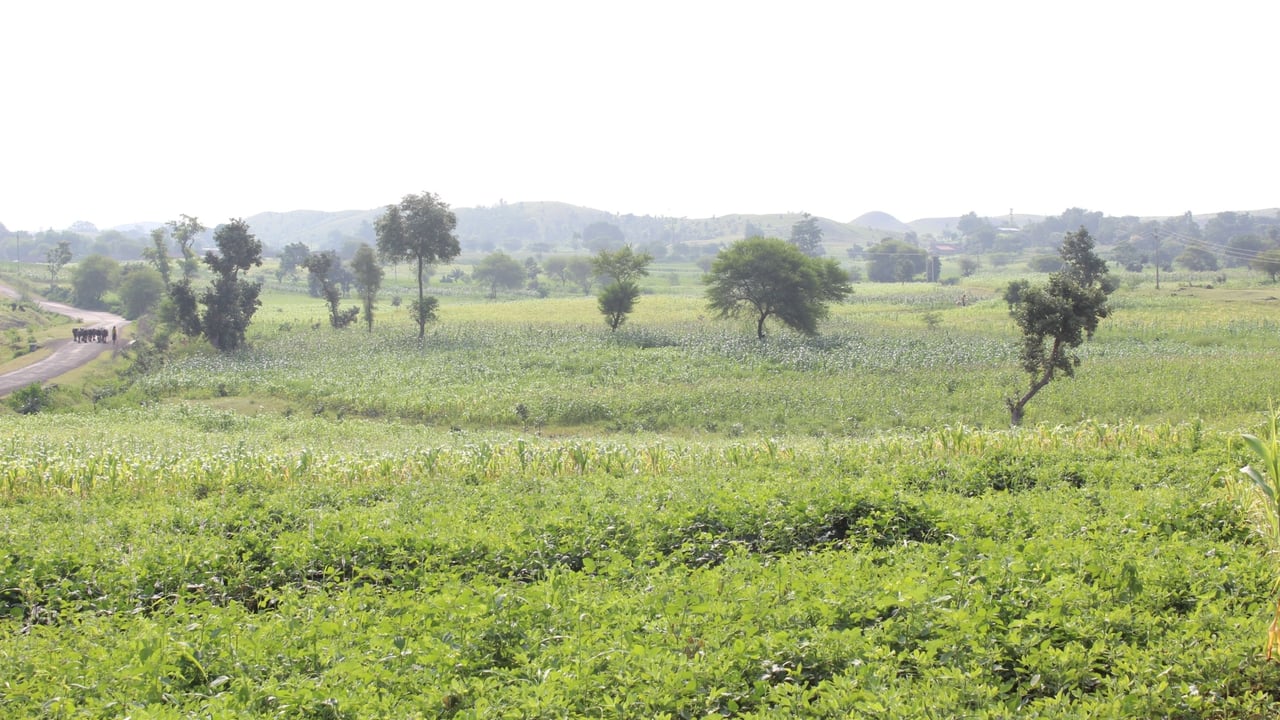 IMG 5790 JPG 201601 DEL Jan Sahas Pethur Sugarcane Field Approved for Full Use
