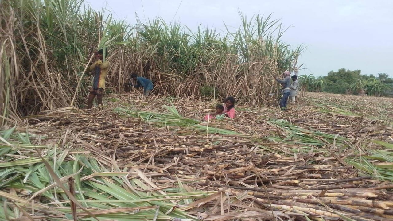 Rescue 1 jpeg 202508 TAN A Baby Born Free After Govt Rescues 22 from Sugarcane Farm Approved for Full Use