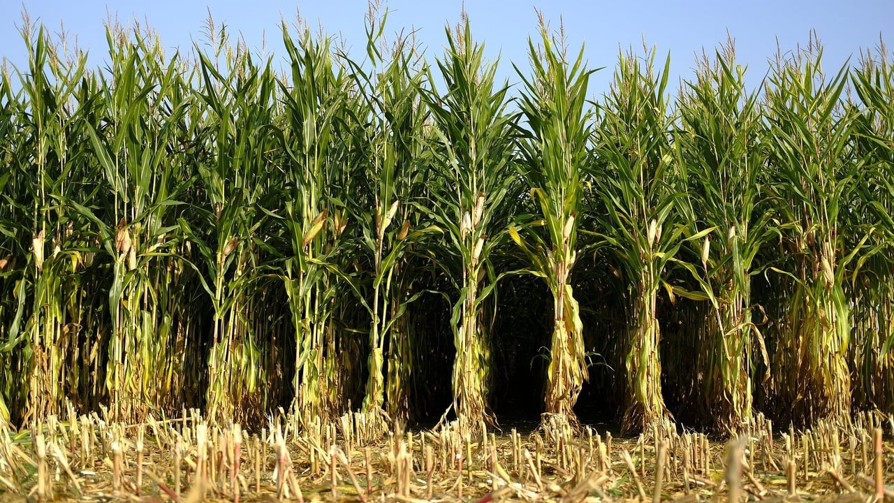 Corn 6718904 1920