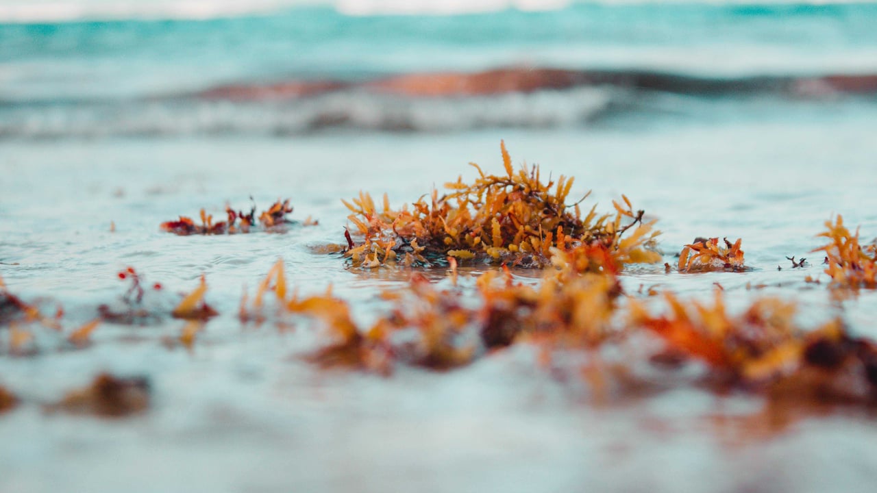Honey yanibel minaya cruz Dxj8g5lp o unsplash