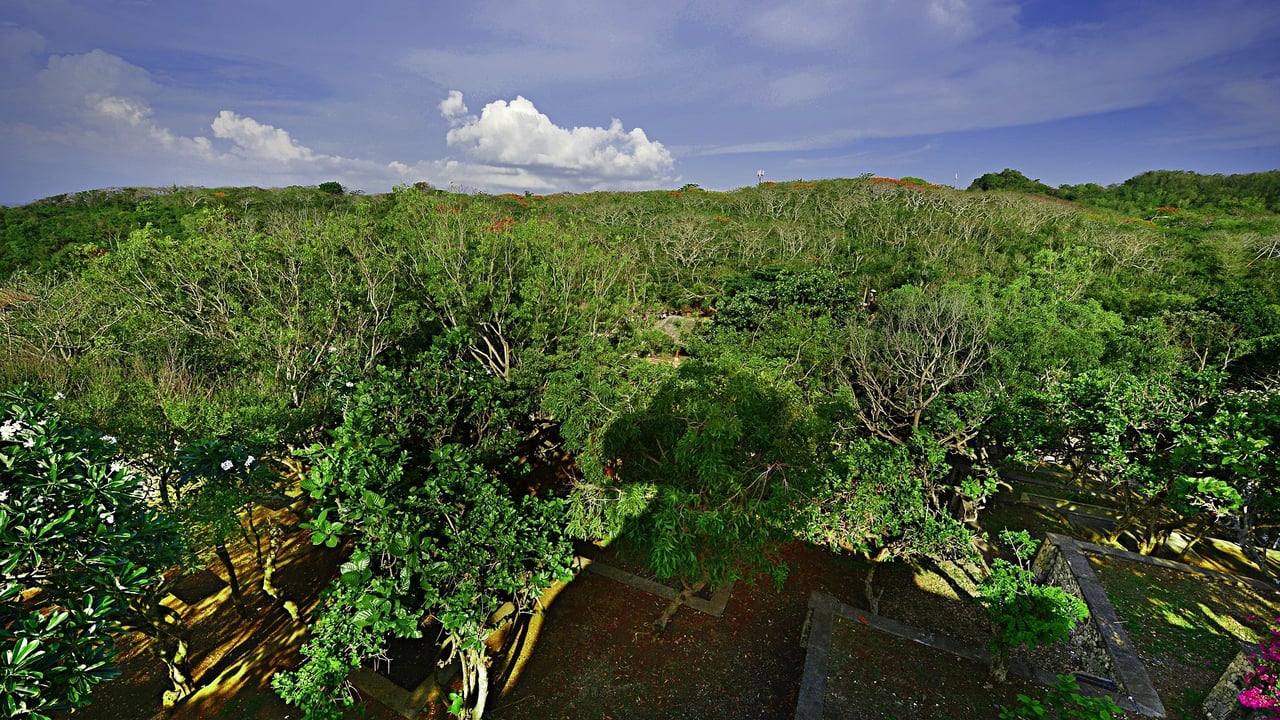 Jungle