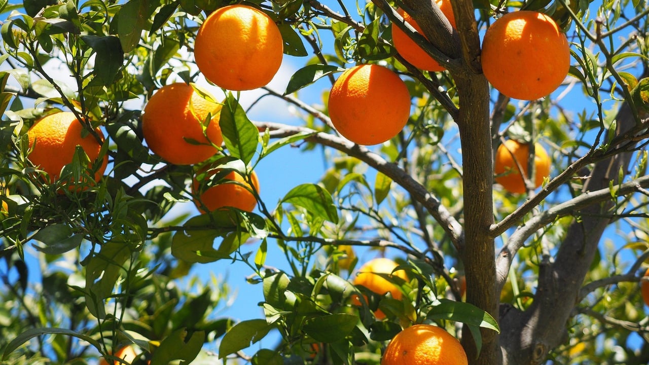 Oranges 1117628 1920