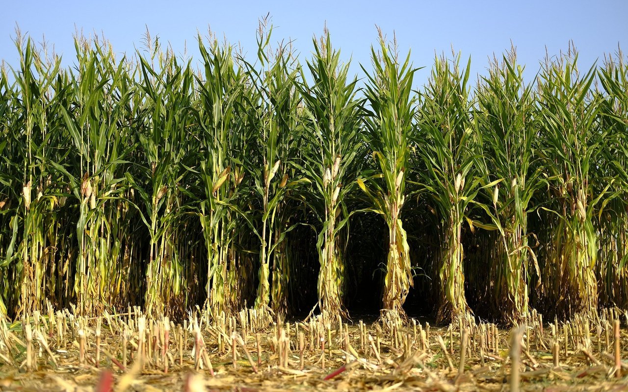 Corn 6718904 1920