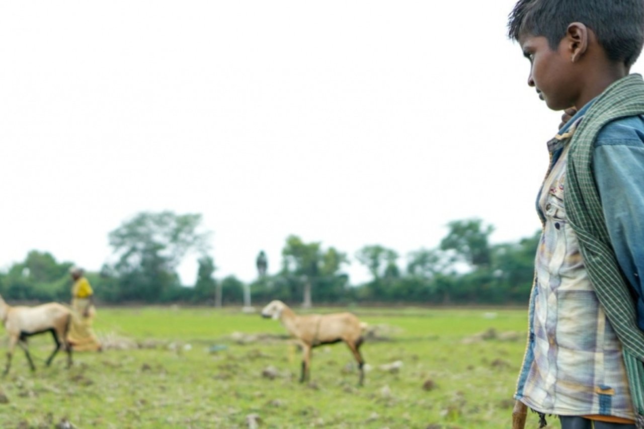 Goat grazing stock