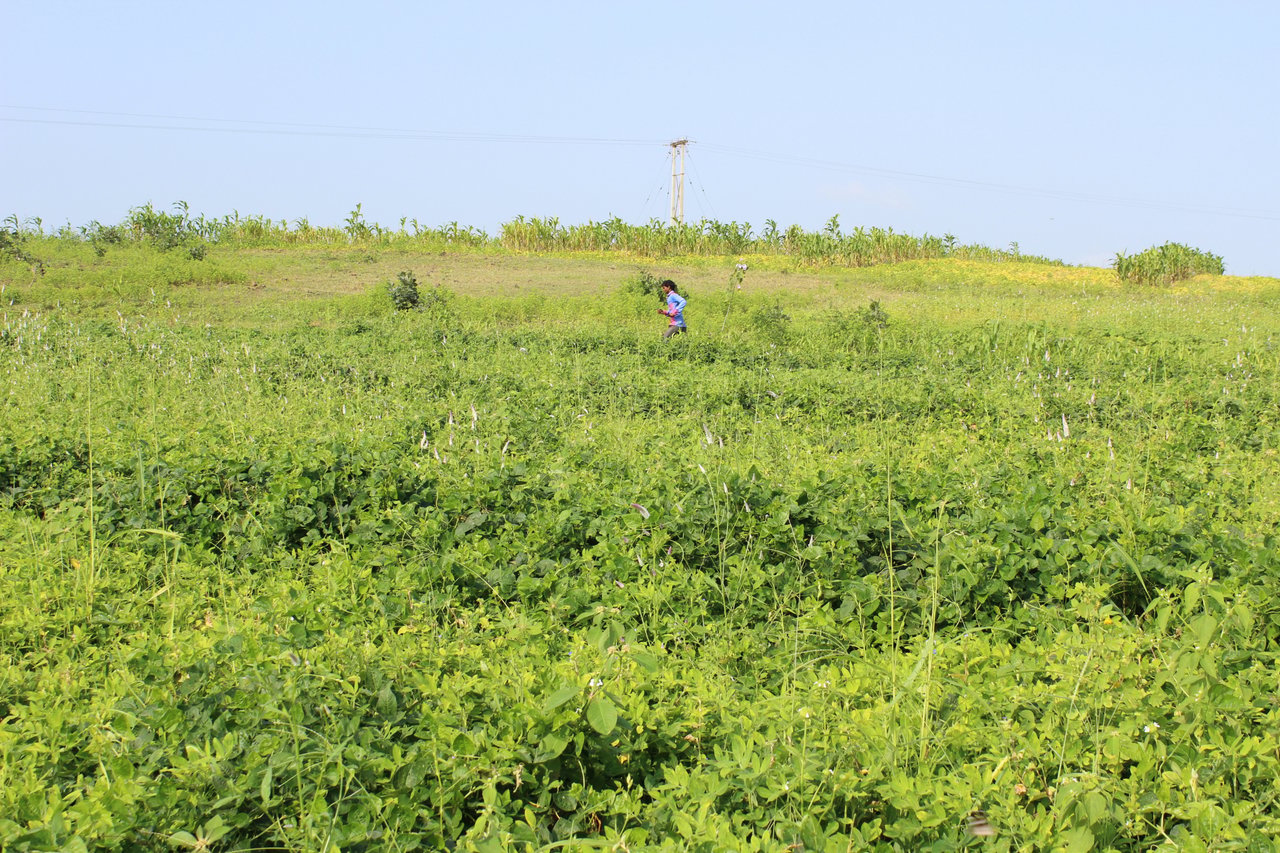 IMG 5753 201601 DEL Jan Sahas Pethur Sugarcane Field Approved for Full Use
