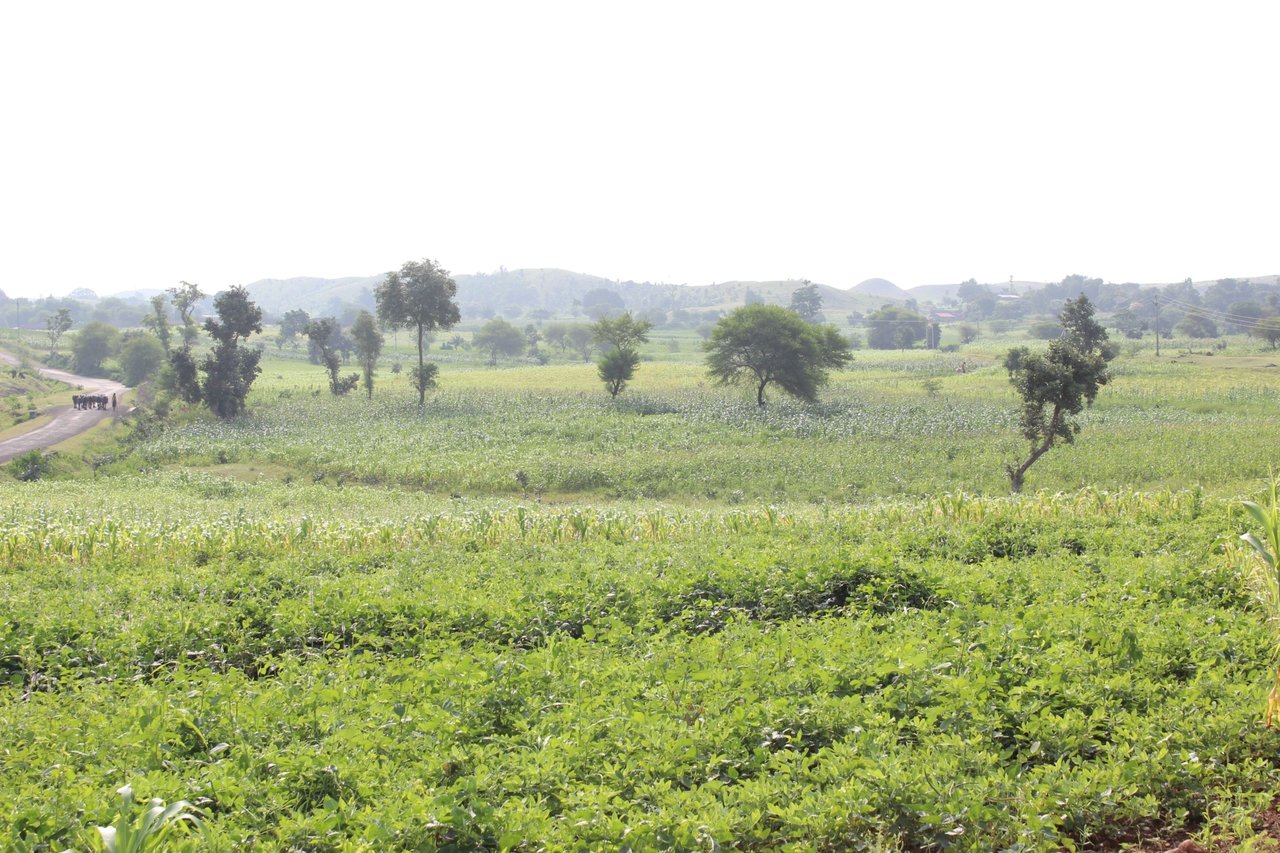 IMG 5790 JPG 201601 DEL Jan Sahas Pethur Sugarcane Field Approved for Full Use
