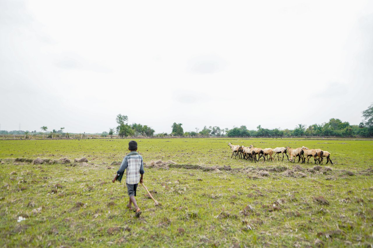 NAV00621 jpg 201909 CHE Stock Images of Goat Grazing Approved for Full Use