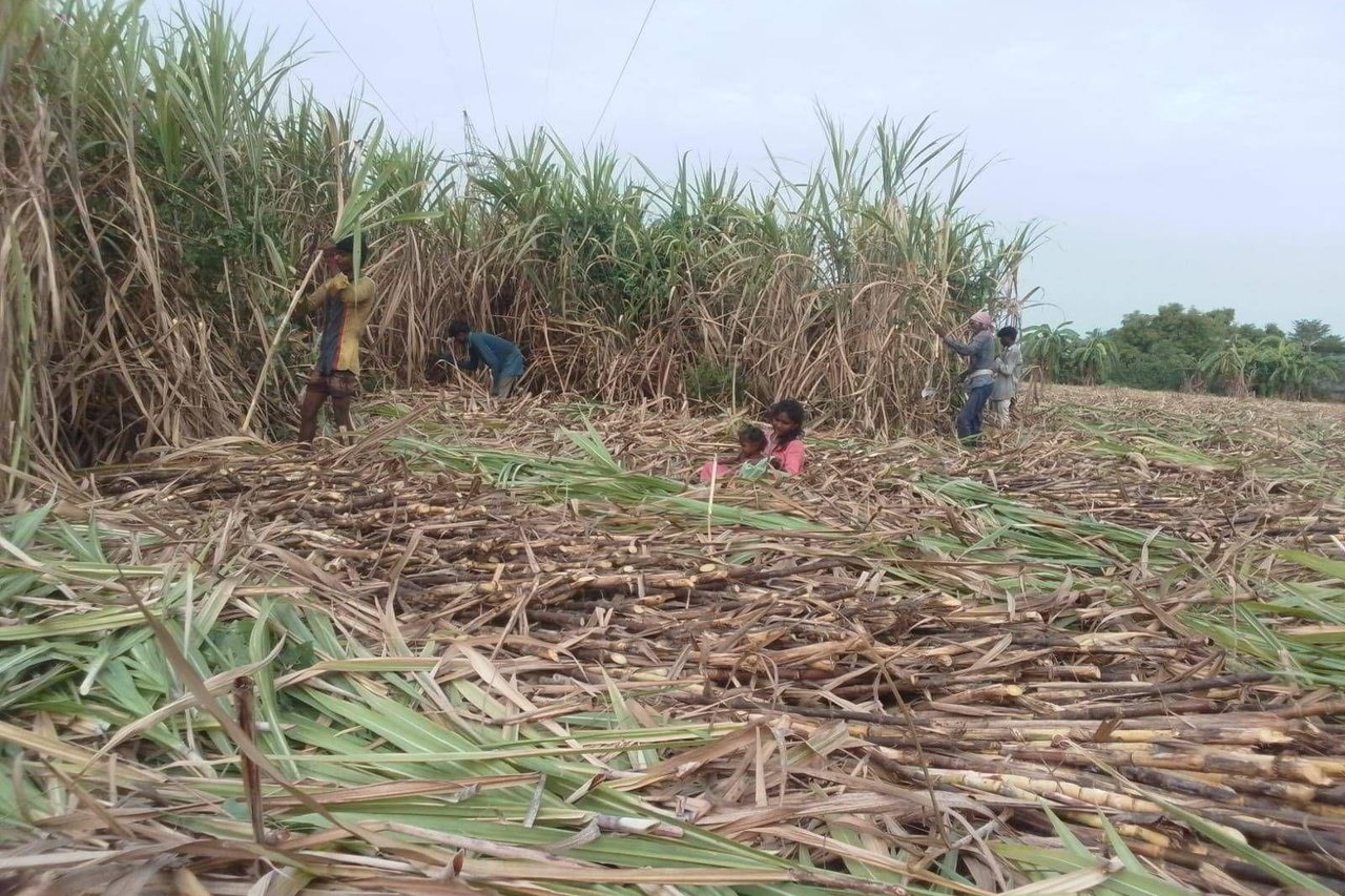 Rescue 1 jpeg 202508 TAN A Baby Born Free After Govt Rescues 22 from Sugarcane Farm Approved for Full Use