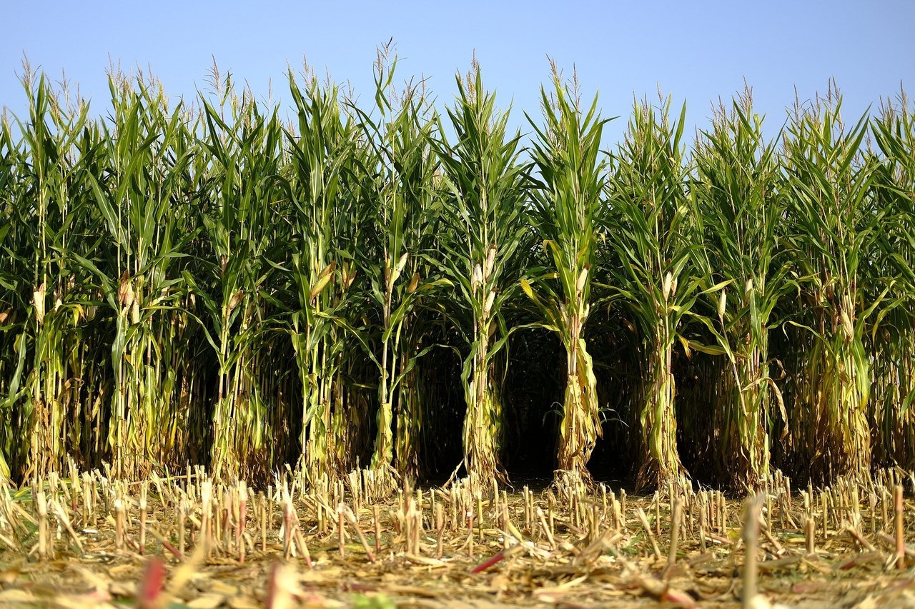 Corn 6718904 1920