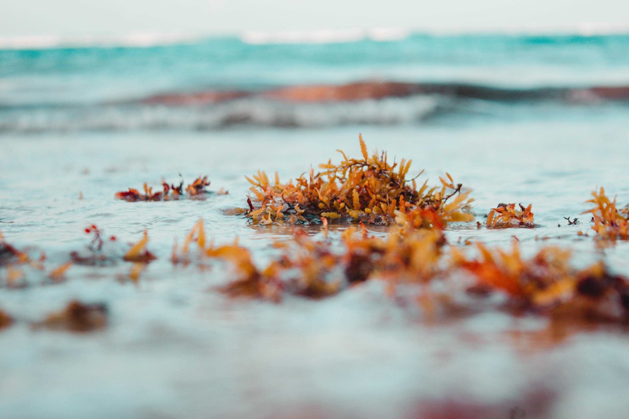 Honey yanibel minaya cruz Dxj8g5lp o unsplash