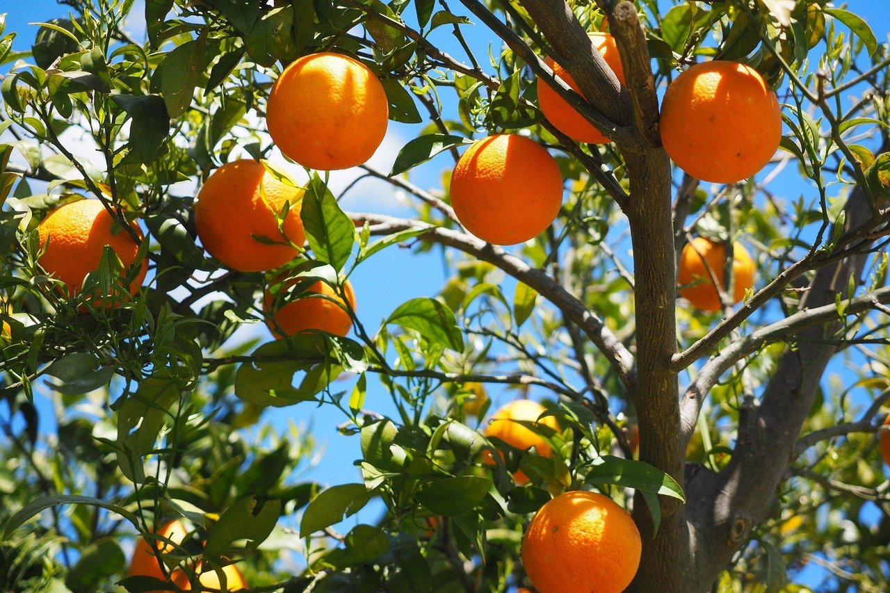 Oranges 1117628 1920