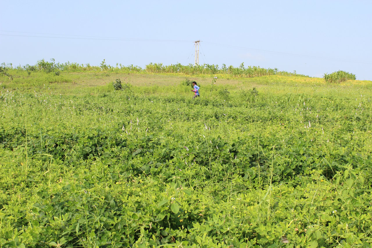 IMG 5753 201601 DEL Jan Sahas Pethur Sugarcane Field Approved for Full Use