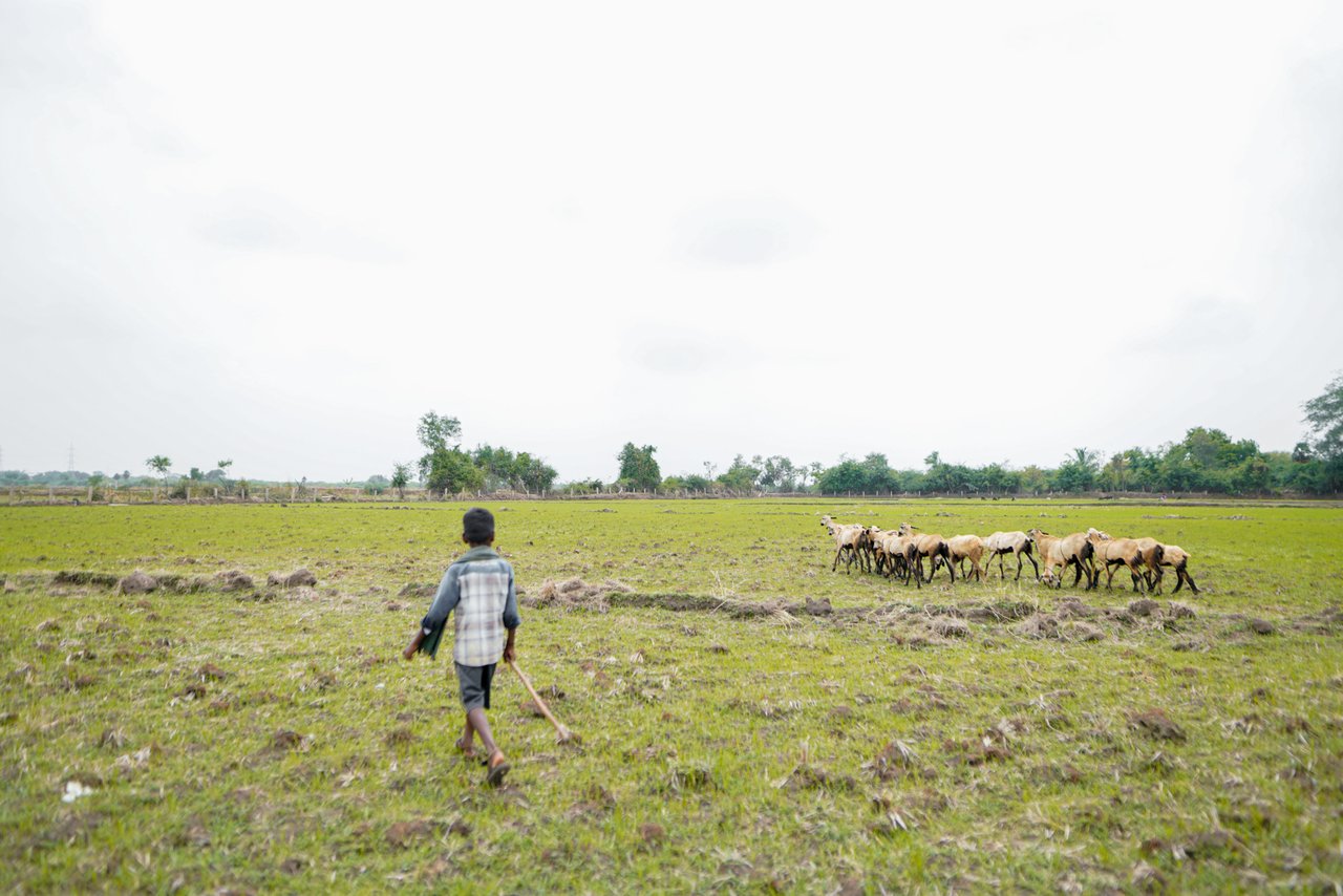 NAV00621 jpg 201909 CHE Stock Images of Goat Grazing Approved for Full Use