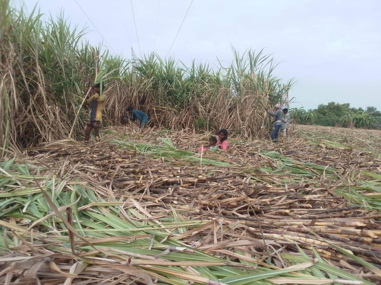 Rescue 1 jpeg 202508 TAN A Baby Born Free After Govt Rescues 22 from Sugarcane Farm Approved for Full Use